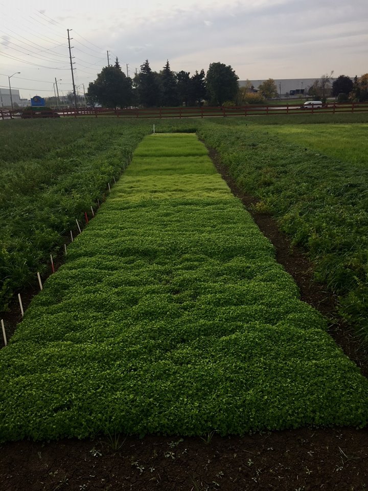 JoelBagg's tweet photo. @QualitySeedsLtd Fall 2017 established grass and red clover variety plots, from North America and Europe. Amazing to see the differences! https://t.co/2i4QHIk9LK