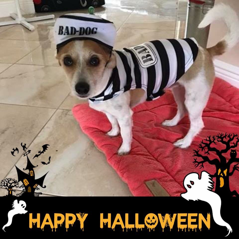 BARKNBROCK's tweet photo. Happy Halloween from the boss!! ❤️🖤❤️👻 #happyhalloween #barknbrock #woofwoof #jail #halloween #halloweencostume #dogsofinstagram https://t.co/jHuMbnDKSP