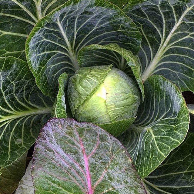 Beautiful veg <a href="/fernverrow/">fernverrow</a> 🍃