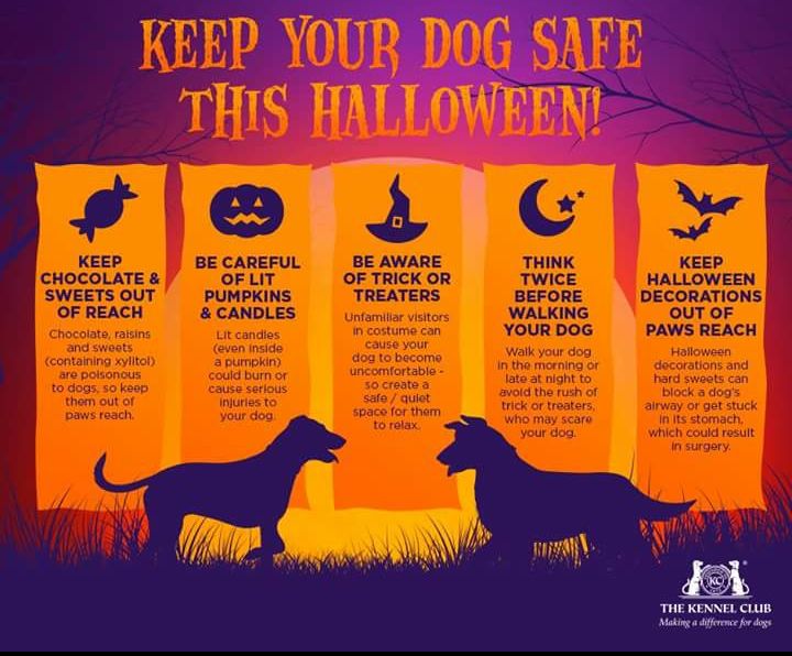 PSOSSWFife's tweet photo. Dog safety tips for #Halloween π. #KeepingDogsSafe
*(trick or treaters = guisers π ) https://t.co/B9P76FbZ9B