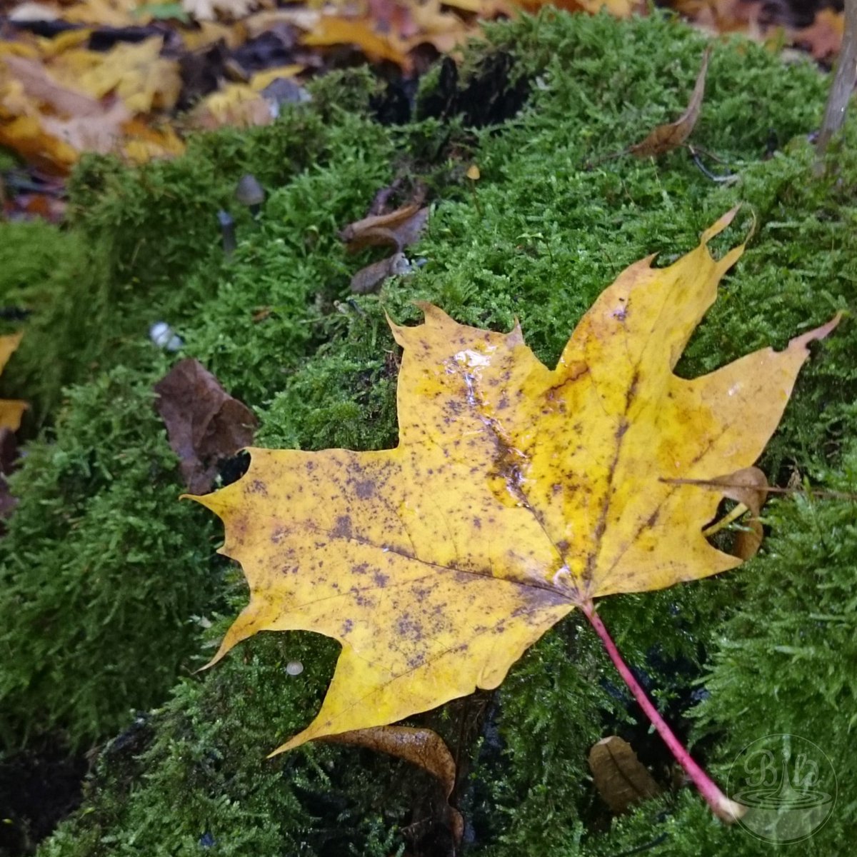 bildwasser's tweet photo. Beste Zeit des Jahres! #herbstliebe #autumn #leaves #Thueringen #NaturePhotography @SonyAlphaRumors https://t.co/yFRmMvJeE0