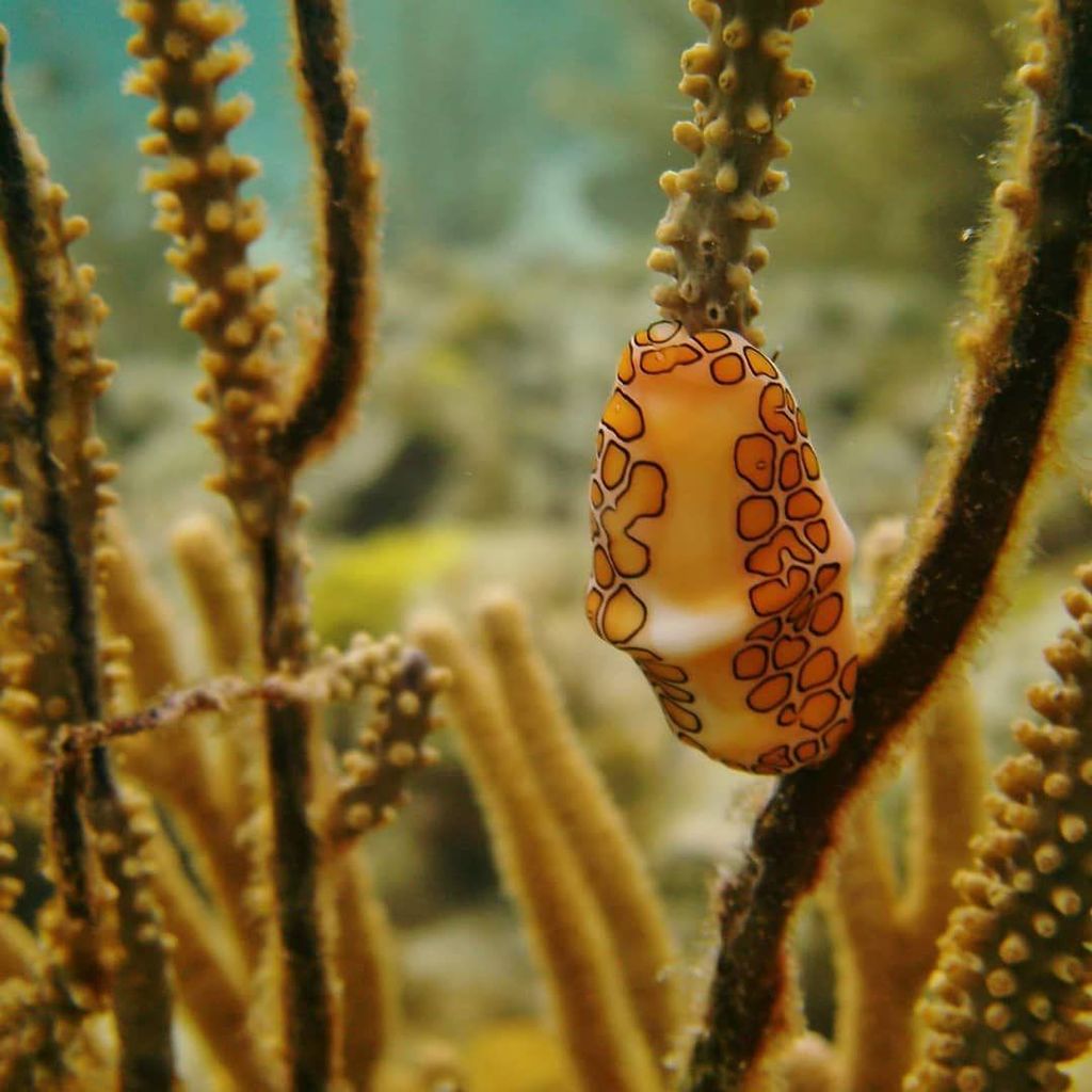 Beautiful shot by @corinnelovesnature! .
.
#underthesea #underwater #nudibranch #coral #belowthesurface #beautiful… ift.tt/2gRtsY3