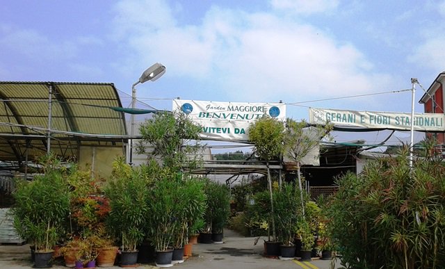 triphylla's tweet photo. DOVE TROVI TRIPHYLLA? Ci trovi da Garden Maggiore, fra Milano e Settimo Milanese. #Fiori #Piante #Libri https://t.co/VDfqCsSSxs  #triphylla https://t.co/hHAAm8Q35t