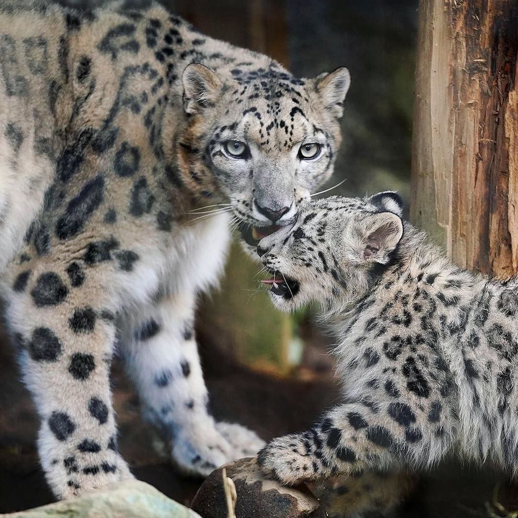 Riku 多摩動物公園のユキヒョウのミミお母さんとフクちゃん フクちゃんも可愛いですが 子供と嬉しそうに遊ぶミミちゃんも可愛いです 多摩動物公園 ユキヒョウ フクちゃん Snowleopard 雪豹 ヒョウ 豹 多摩動物 T Co Kdnnoighqe