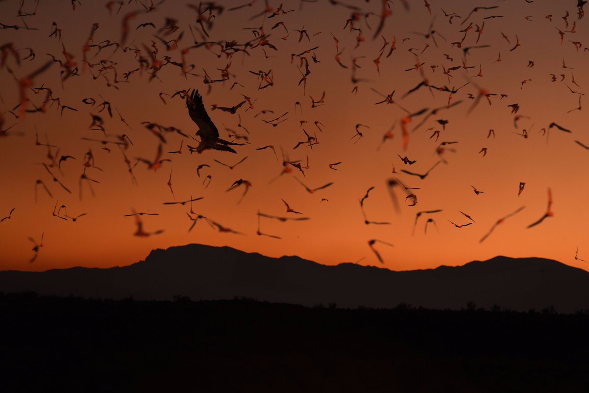 TedTurnerIII's tweet photo. Happy Halloween from Ted's Armendaris Ranch! Visit https://t.co/WzwZdgWnTH for more info on Ted's ranches. #batflight...or #batfright? https://t.co/p6CyenOTlR
