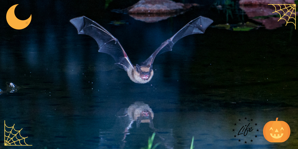 LIFEprogramme's tweet photo. Happy Halloween!🦇 Check the new 🇪🇪#LIFEproject protecting pond bats by improving the species’ hibernation sites https://t.co/UtOxjFO4Qr https://t.co/8dtgMXowhn