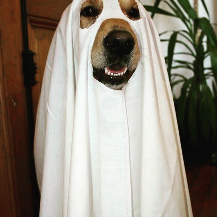 nicole_mintad's tweet photo. Boo!👻 https://t.co/h0yF2HyORF