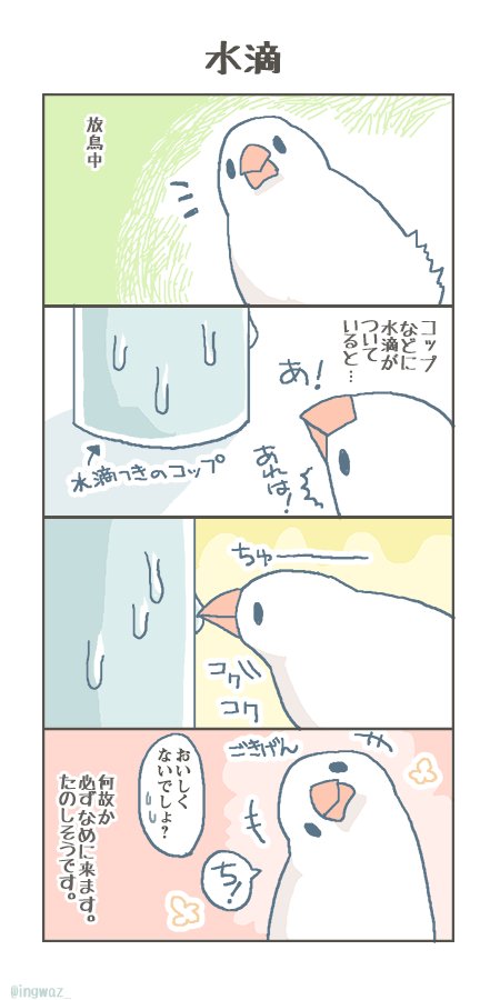 水滴。

#buncho #javasparrow #文鳥 