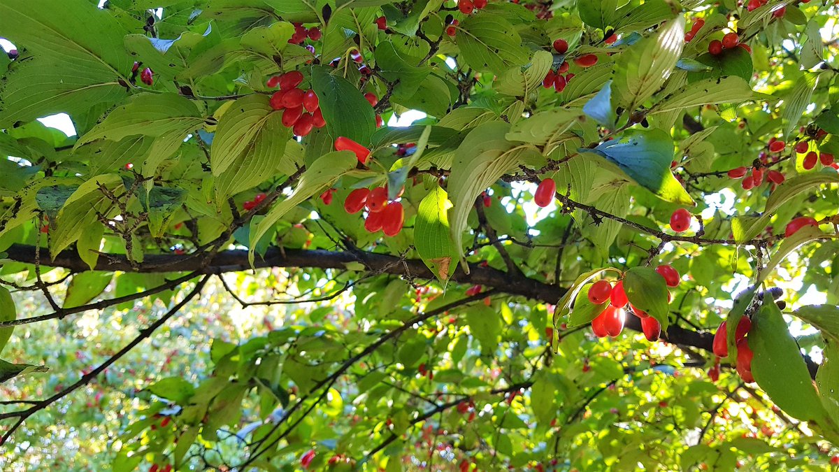 RecoverNature tweet picture