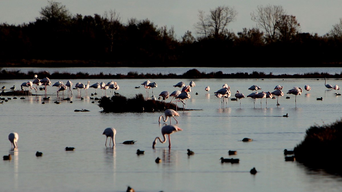 anboemo's tweet photo. #GRADO
#Fenicotteri #rosa e altri volatili in #Valle #Cavanata
Foto Lorenzo
@caicio43 @mamolodegravo @CiriSince1978 @matilde4747 @abollis https://t.co/MIBjpkwKeW