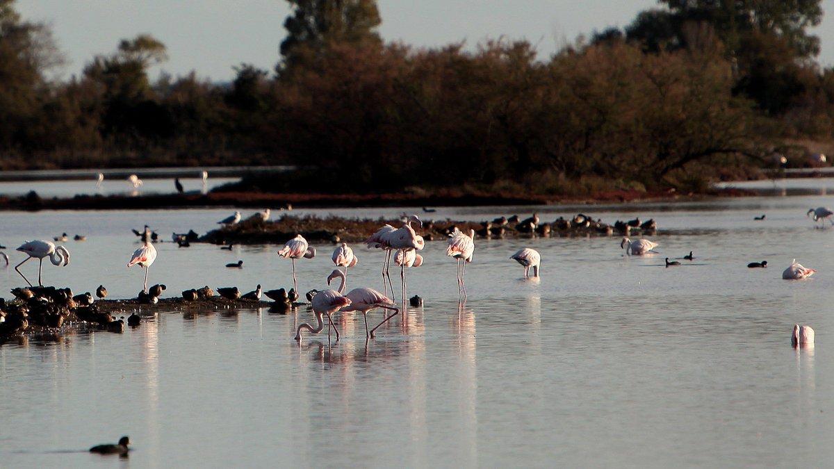 anboemo's tweet photo. #GRADO
#Fenicotteri #rosa e altri volatili in #Valle #Cavanata
Foto Lorenzo
@caicio43 @mamolodegravo @CiriSince1978 @matilde4747 @abollis https://t.co/MIBjpkwKeW