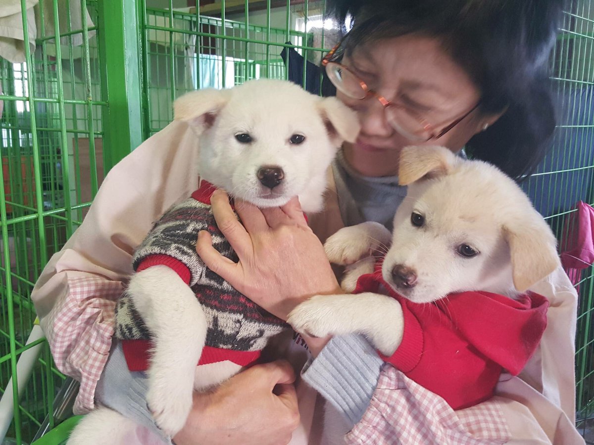 Hopeesperanz's tweet photo. ❗TWEETSHEET❗#EndDogMeat #SouthKorea❗#HelpNamiKim MOMENTS COLLECTION 2
by .@NamiKim_DogsSK➡https://t.co/QSxAYtNFNl https://t.co/yML3HKlbL5
