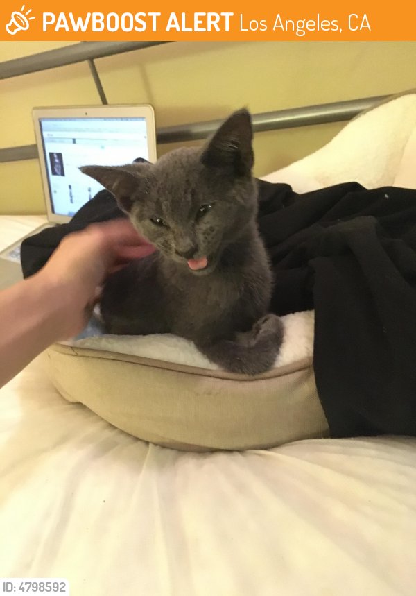 LALostPets's tweet photo. Please RT! #found #pet in #LosAngeles #CA 90031 seeking owner https://t.co/oaLPN6YmRT https://t.co/1kmOTMsErV