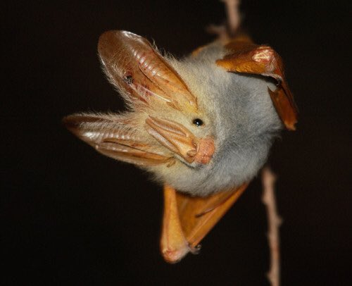 glynnius's tweet photo. For #HappyHalloween here's my favourite #bat (and future costume) - the yellow winged bat https://t.co/DrPxC9VvCS #batweek #batsarecool https://t.co/fJUWzoVtaC