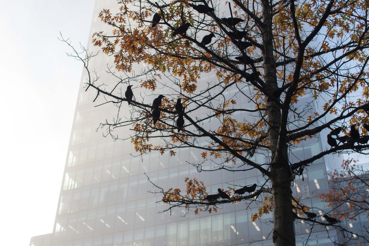 Spinningfields's tweet photo. The ravens are squawking, signalling the start of a spooktacular day in Manchester. Happy Halloween everyone! 🎃 #Screamfields https://t.co/7sMILYYdiu