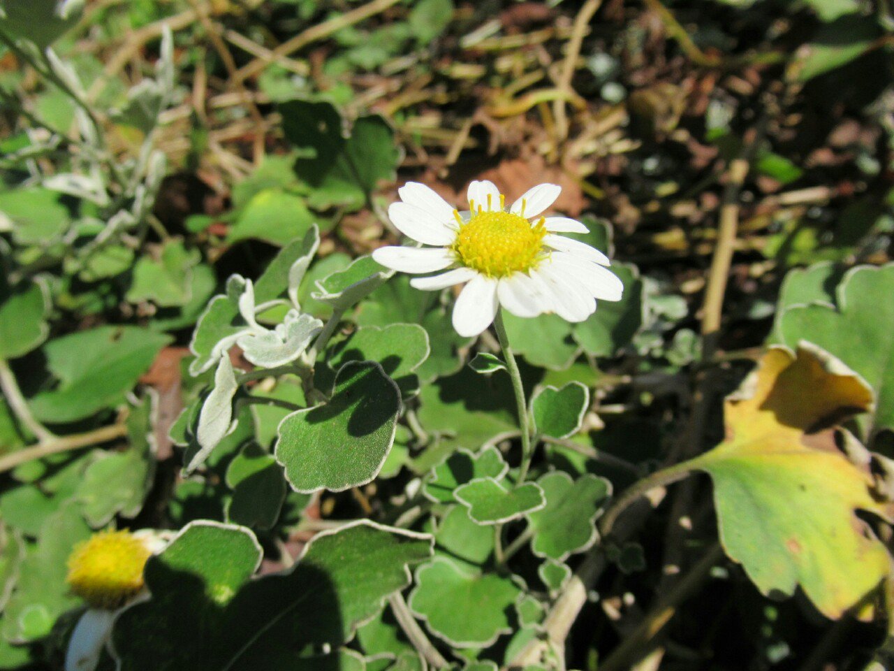 雑草図鑑 準備中 848 ノジギク キク科 日本特産 西日本の太平洋と瀬戸内海沿岸に自生するが 栽培もされる ハマギクより葉は薄く花も小さい よく分枝してリュウノウギクよりたくさんの花をつける 花 野草 冬の花 野路菊 T Co