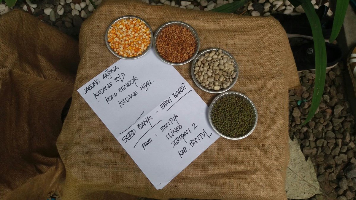 occupytheseed's tweet photo. Our #Diverse &amp; #Resilient #Seeds allow for evolution &amp; adapt to #ClimateChange https://t.co/w7b0eSD8pN #SeedFreedomIndonesia @drvandanashiva https://t.co/sEacQspZTC
