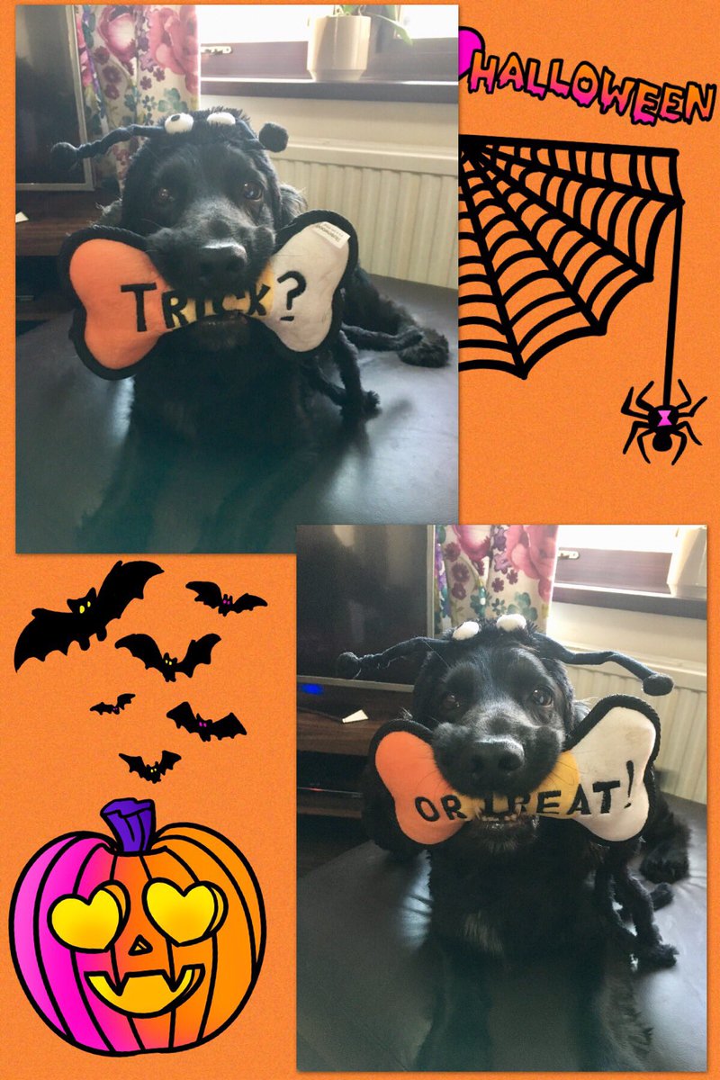 davies_parry's tweet photo. HAPPY HALLOWEEN! 🕷🎃👻
#halloween #happyhalloween #trickortreat #spider #cocker #cockerspaniel #cockerspanielofinstagram #workingcocker #workingcockers #dogstagram #dogs #cockerlove #instacocker #instaspaniel #dogsworld #petsofinstagram #pets https://t.co/4KPR5G1MfC