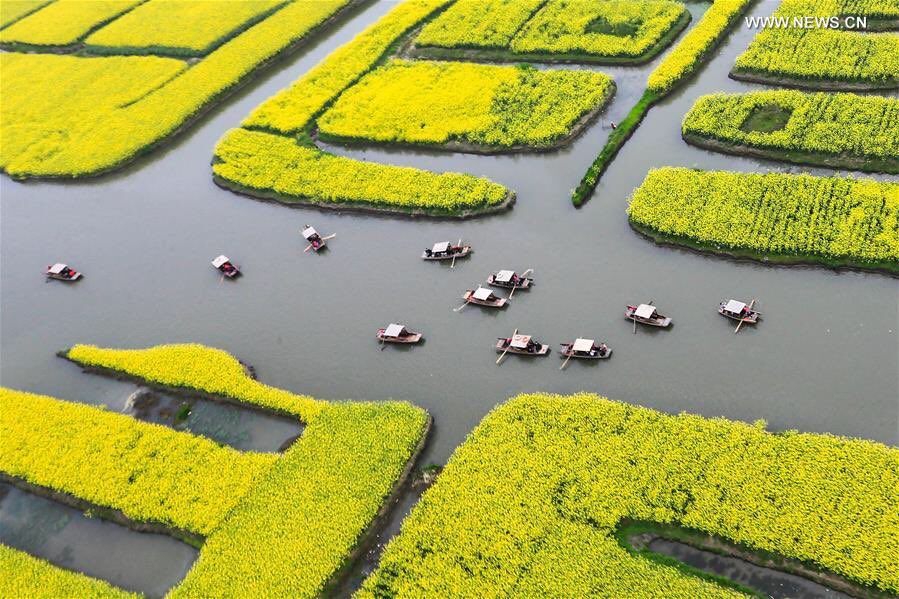 Tourists enjoy the scenery of cole flowers on boats in Xinghua City of ...