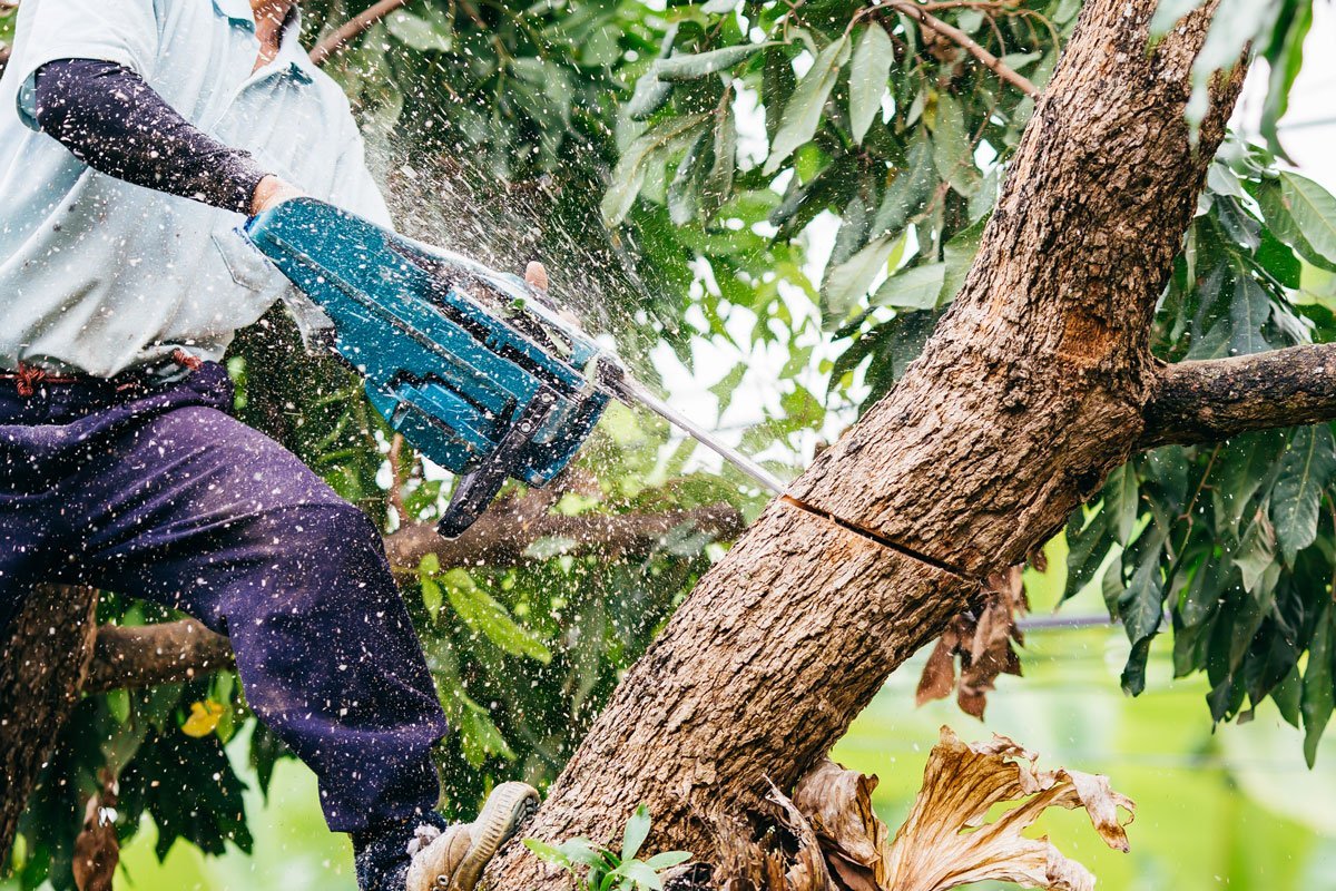 Treeraider's tweet photo. Our #Tree #removal #services are offered at the lowest costs in #Epping. Call us now for booking: 0414 762 797. https://t.co/7ymcJu5OJH
