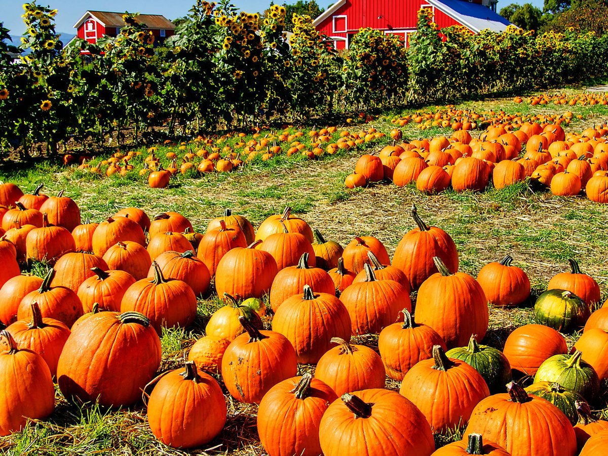 The best fall festival in every state: trib.al/4pvcfnC