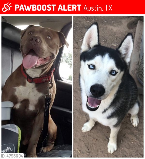 HarveyLostPets's tweet photo. Please RT! Have you seen Diesel Archer? #missing #lost #pet in #Austin #TX 78753 https://t.co/3ItaCvT6x0 https://t.co/OWGXElTXv6