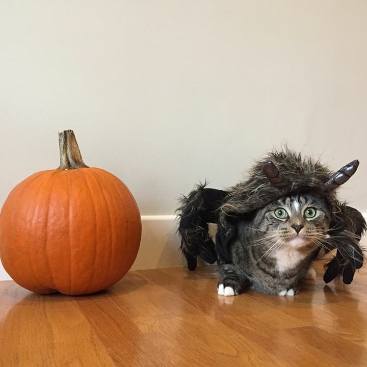 mittpics's tweet photo. Happy Halloween! https://t.co/U6ab5UMjr9