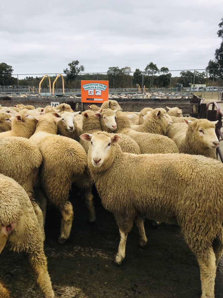 AshleyBraun9's tweet photo. Top lambs today in PPHS sale made $190.  20181 lambs at Naracoorte Saleyards. Heavy lambs firm $164-$182 https://t.co/S584E2Dnlc