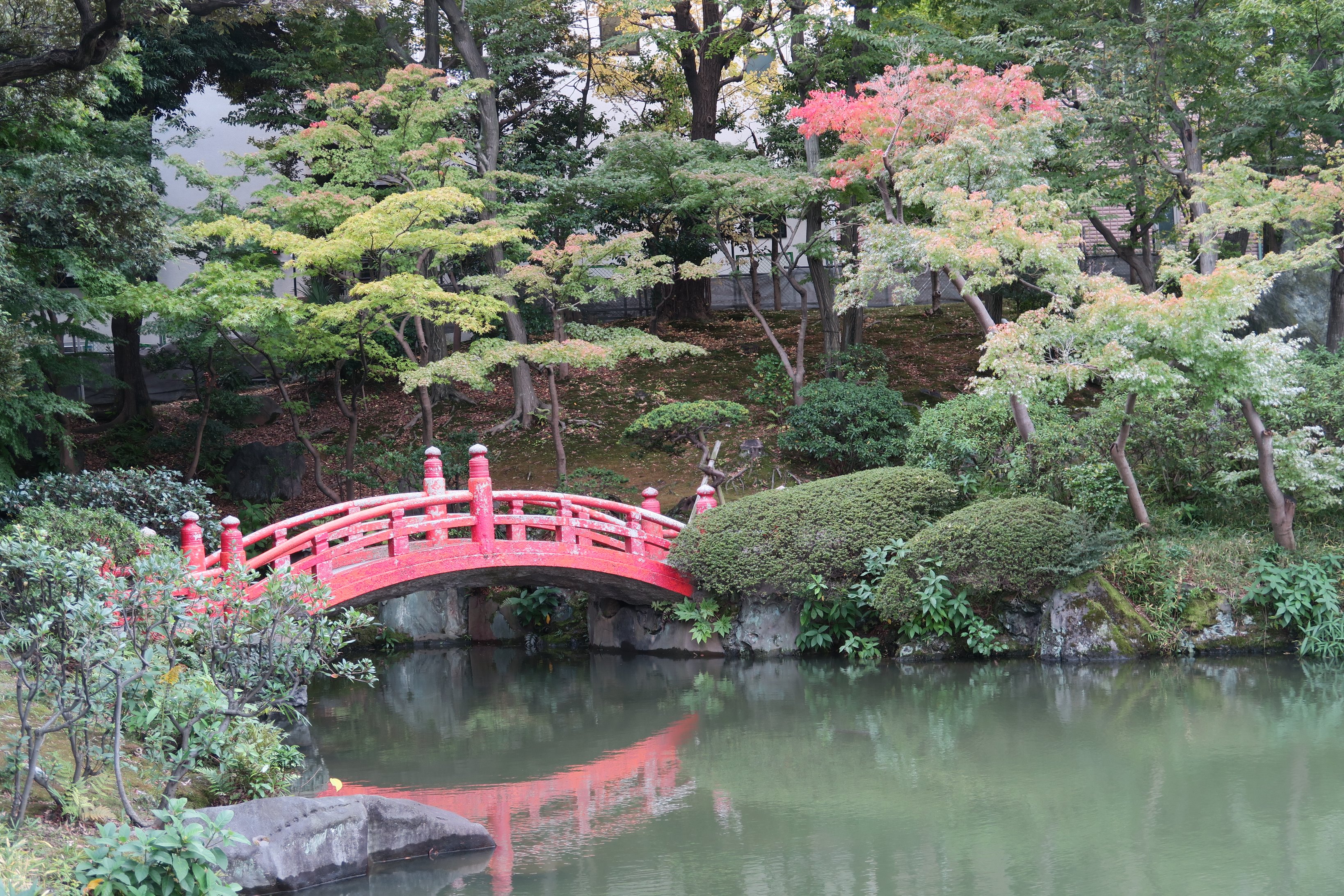 Kazutada K Sur Twitter 旧安田庭園 赤い橋 長雨で池が増水しています 両国 旧安田庭園 赤い橋 観光 T Co Zqdfb9hnq2 Twitter