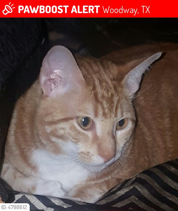 HarveyLostPets's tweet photo. Please RT! Have you seen Solaire? #missing #lost #pet in #Waco #TX 76712 https://t.co/qrHCHKpRif https://t.co/Ci2BpqZTYC
