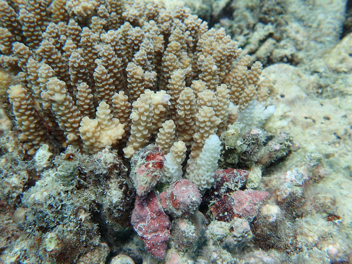 DrGregTorda's tweet photo. Not much hope for quick reef recovery in far N #GBR: #bleaching survivors eaten by Crown-of-Thorns,Drupella snails&amp;die of diseases @CoralCoE https://t.co/XUhGLW2XC2