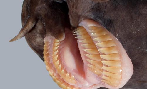 newscientist's tweet image. Who needs Halloween monsters when creatures this terrifying exist? The slime killer hagfish feasts on rotten flesh bit.ly/2xErHUR