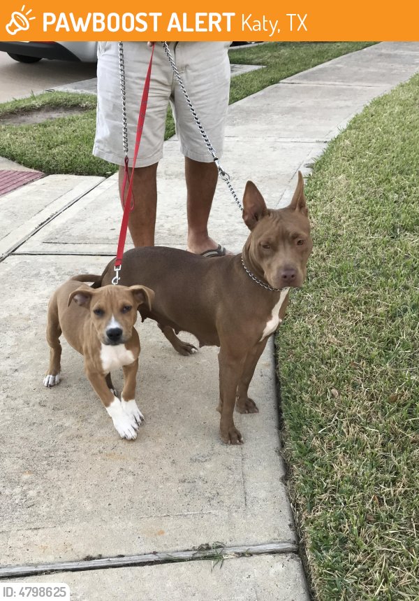 HarveyLostPets's tweet photo. Please RT! #found #pet in #Katy #TX 77449 seeking owner https://t.co/vSHsbH2kWo https://t.co/b2n0LCiWYX