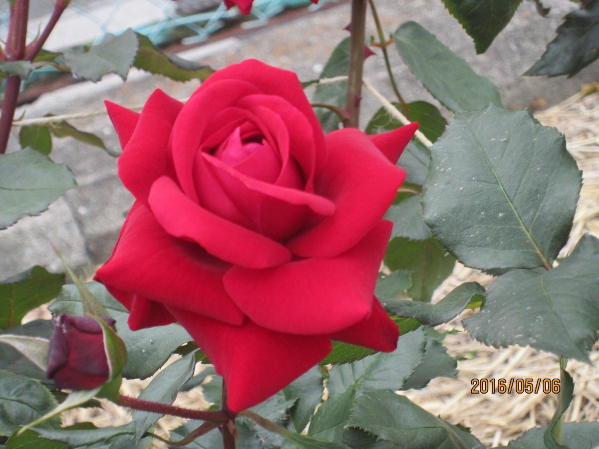 Beautiful🌹🌹🌹🌹