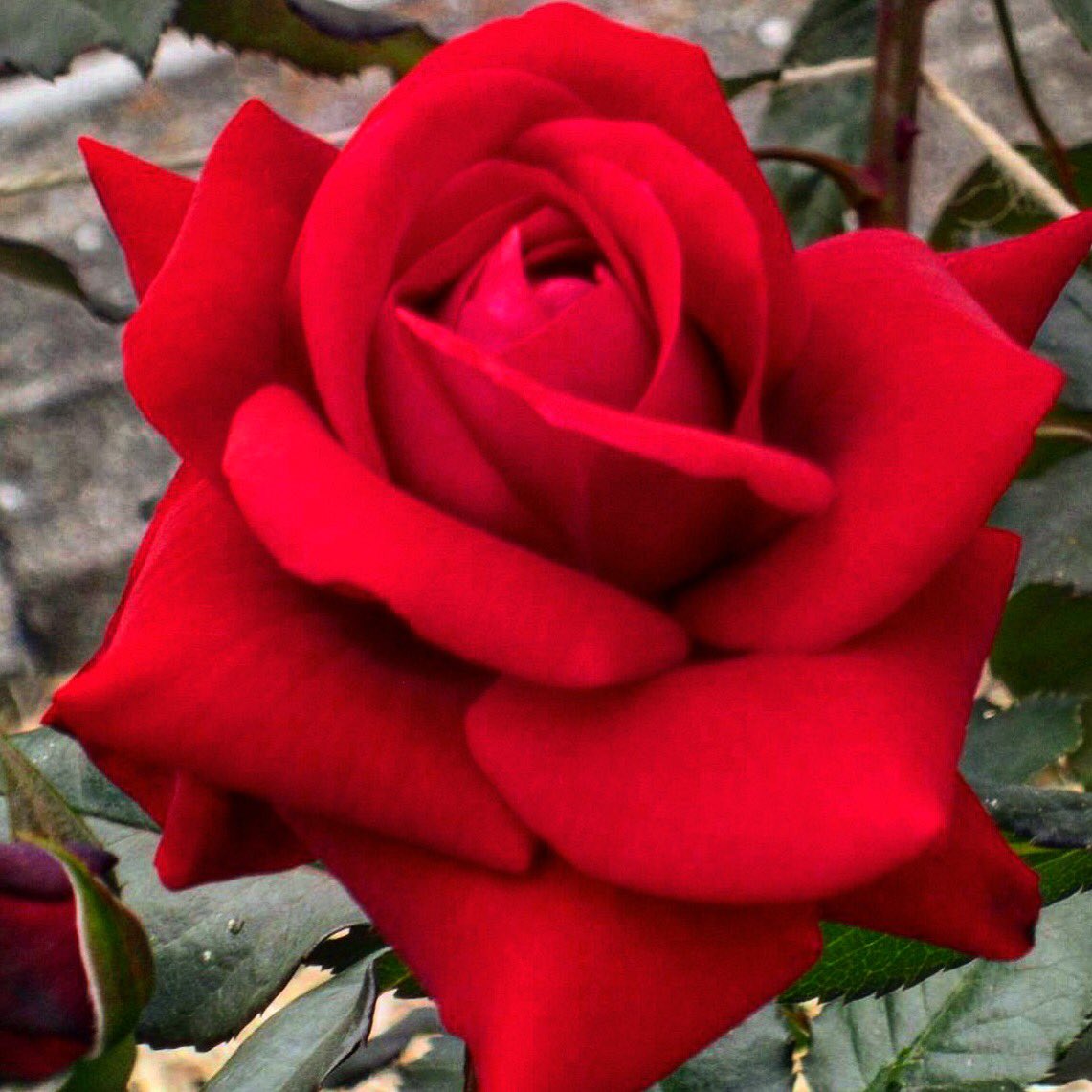 Good night 🌹🌹🌹🌹😃😃😃