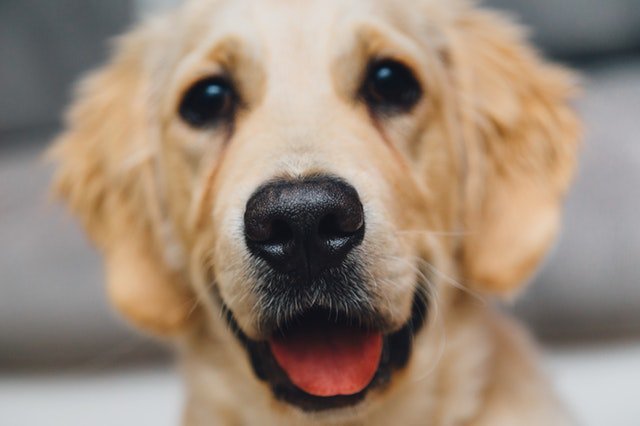 petdeliveryuk's tweet photo. Here are a few #tips when grooming your #dog.  #Dogcare #petcare #dogs #doggrooming  https://t.co/WoeMDgMP1Z 🐶 https://t.co/r9fRN2yDGR
