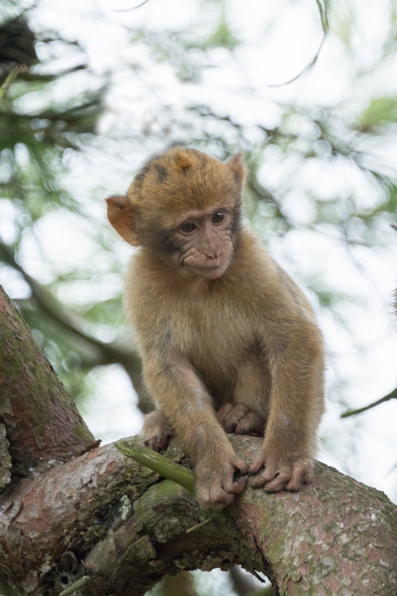 mc7774's tweet photo. Gibraltar 🐒

#Travelvibes #Travel #monkey @LaVidaChaChiOfi #LaRisaEsBonita664 https://t.co/2Zk024yevt