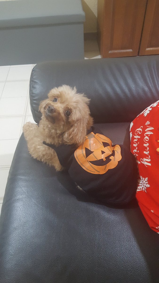 ThingsOnFluffy's tweet photo. #ThingsOnFluffy #ThingsOnDoggie #HalloweenOutfit #Fluffoween 🙌🐶🐾🎃👻 https://t.co/swZTvu1XA1