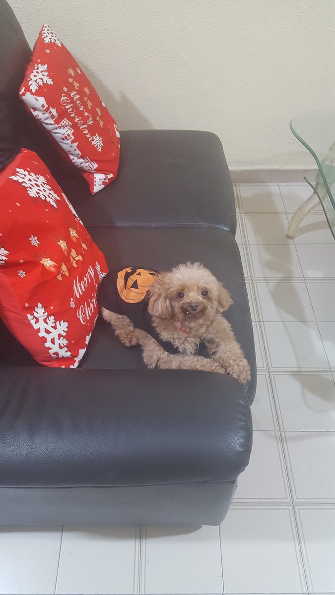 ThingsOnFluffy's tweet photo. #ThingsOnFluffy #ThingsOnDoggie #HalloweenOutfit #Fluffoween 🙌🐶🐾🎃👻 https://t.co/swZTvu1XA1