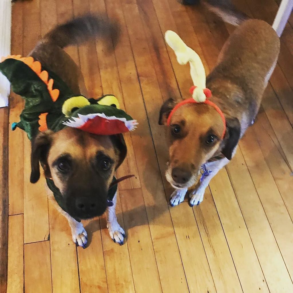 mgillespie530's tweet photo. Crocodog and Max (the Grinch’s dog)! I only made them wear their costumes for 5min! Happy Halloween!!! 👻🦇🎃💀 https://t.co/pXLSfl8LEd
