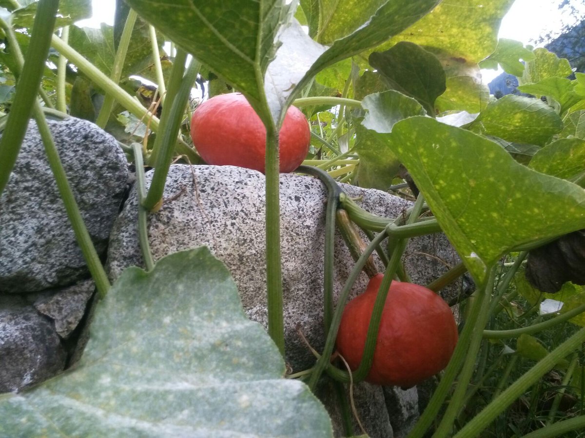 campiglioapt's tweet photo. Una ricetta per questa sera? Oggi non può mancare un piatto a base di zucca: leggi qui la nostra ricetta d'autunno 🎃 https://t.co/OZhDZy3v3E https://t.co/1tZPGlyVHW