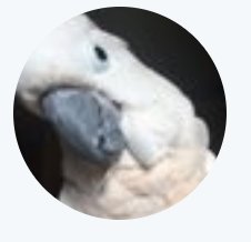 laviecockatoo's tweet photo. Happy #Halloween @Lindsayfaulk2G @hello_humans_  💯❤️👻 #FollowFriends https://t.co/6pst08r0T5