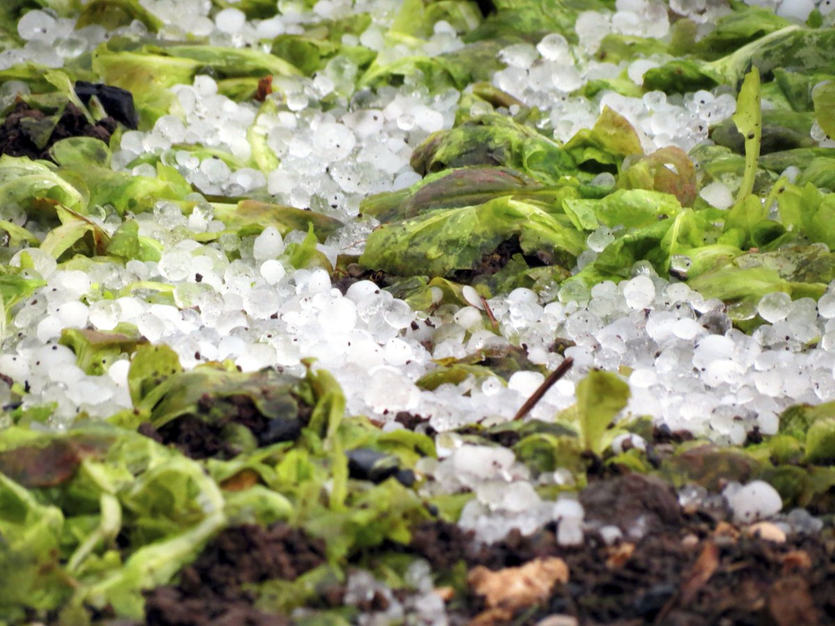 JoeWoodsPCI's tweet photo. If you live in a hail prone state! @IBHS is a great resource to help you get the right roof that’s hail resistant. https://t.co/1Nl83FApxW https://t.co/7CSmwApIrt