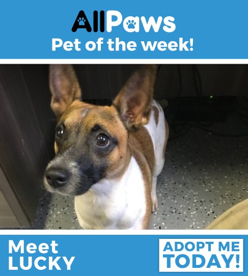 AllPawsWebsite's tweet photo. Do you feel lucky? This guy sure does! Find out more about Lucky here: https://t.co/vB6SRF4T1M https://t.co/Ea4uwYiDUT