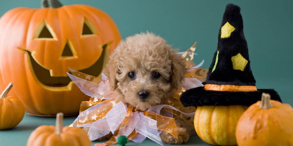 Scotia_Living's tweet photo. Happy Halloween from Scotia Living!

#ghosts  #halloween https://t.co/KLQ3OWzKNT