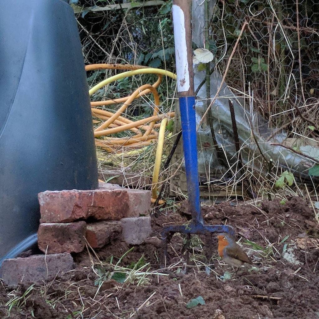 _Vegetablism's tweet photo. Dusk digging. #allotment #robin #composter #bulldog #chatesfarm #allotmentlife https://t.co/tn7rL2dILc https://t.co/p97qVsmPRT