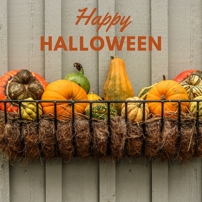 Childs_Schmidt's tweet photo. #HappyHalloween! Hope you have a fright-tastic night! By the way, pumpkins make amazing fall decor... grab them while you can! https://t.co/6TY0yaJ5rT