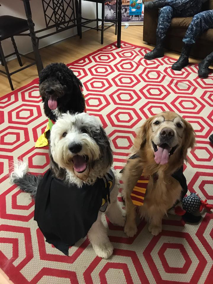 AppleyardAgency's tweet photo. Happy Halloween from the Appleyard Agency!! 🎃👻🎃 #funatwork https://t.co/eVSLNUk2f8