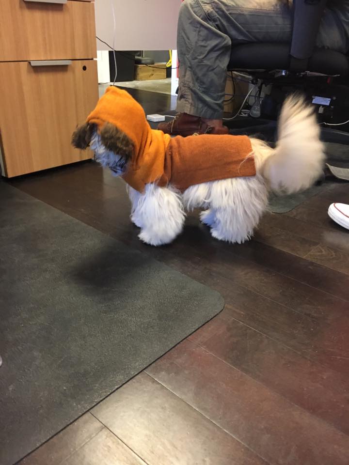 AppleyardAgency's tweet photo. Happy Halloween from the Appleyard Agency!! 🎃👻🎃 #funatwork https://t.co/ppTs4MUxD8