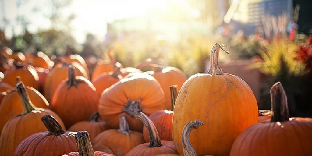 GovRauner's tweet photo. Fun fact: Did you know that Illinois leads nation in pumpkin production? In 2016, IL farmers harvested more than 17,000 acres of pumpkins! https://t.co/kSHthhi5jv